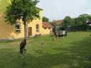 Dravci - 23. 06. 2025